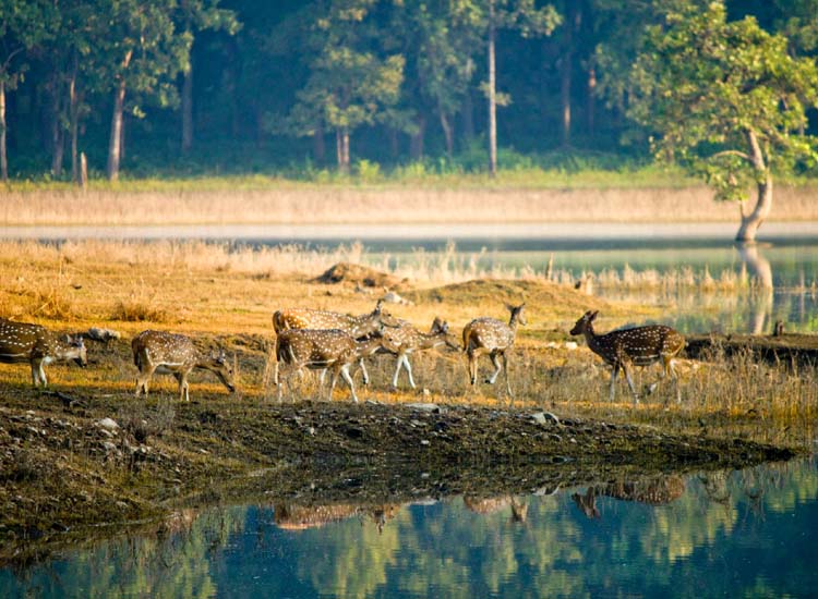 Pench National Park, Madhya Pradesh